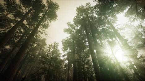 Redwood-Forest-Neblige-Sonnenuntergangslandschaft